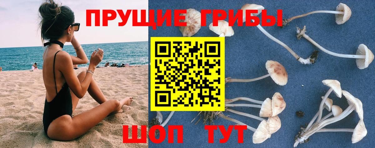 купить   Галлюциногенные грибы GOLDEN TEACHER  Вход с VPN  Галлюциногенные грибы прущие грибы  Фурманов 